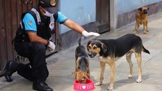 Gobierno oficializa norma que establece esterilización de mascotas como política de salud pública
