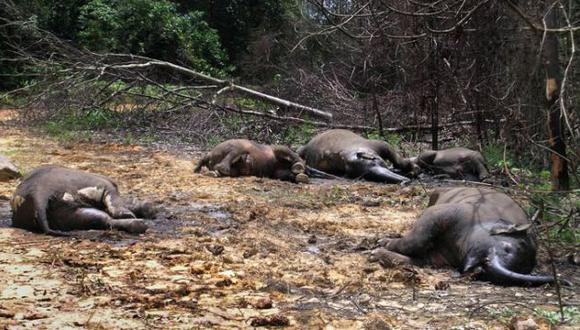 Al menos 100 cadáveres de estos animales han sido localizados en el Parque Nacional Bouba Ndjida. (observadorglobal.com)