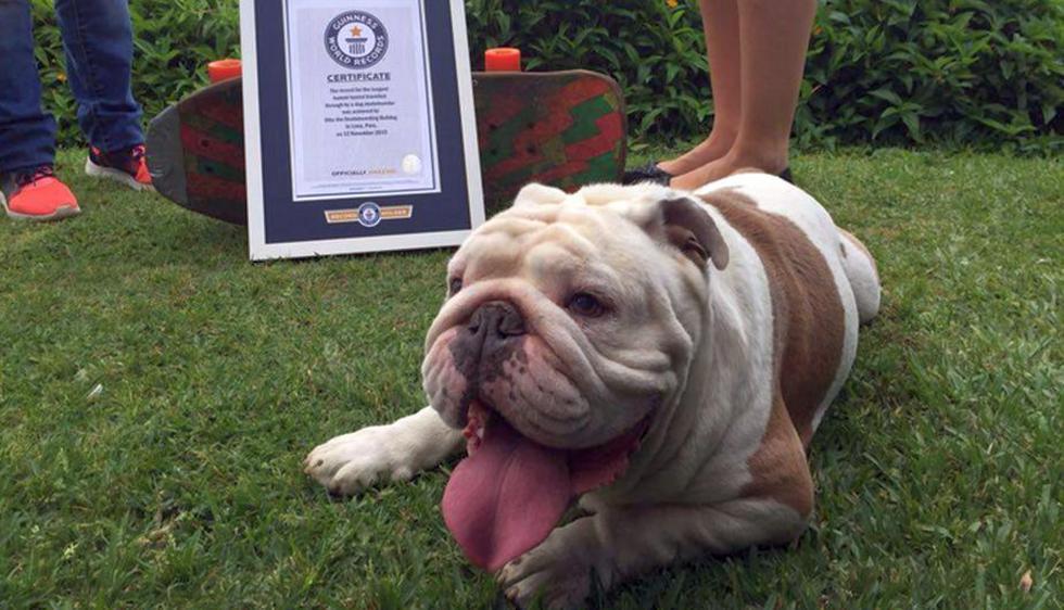 Él es Otto, un bulldog peruano que acaba de romper un récord Guinness. (guinnessworldrecords.com)