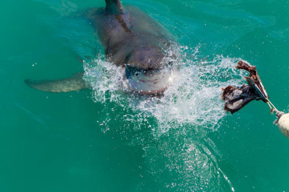 Mujer norteamericana murió en playa del Caribe por ataque de tiburón. (Getty)