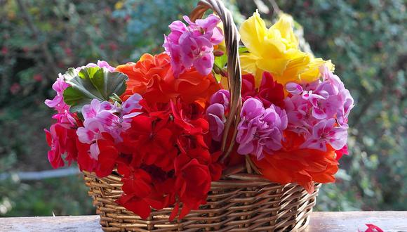 Los colores vivos de esta flor te contagiarán de alegría. (Foto: Pixabay)