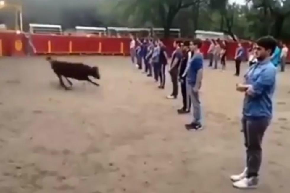 ¿Son realmente los toros animales violentos? Video de Facebook sorprendió a internautas. (Foto: Captura)