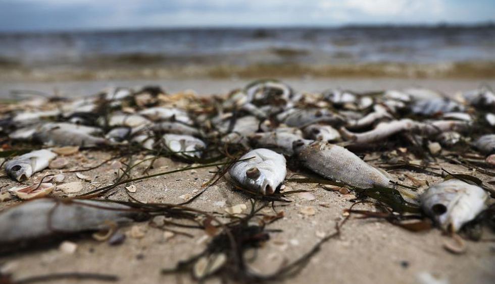 Histórica marea roja mata a miles de especies marinas en las playas de Florida (Foto: AFP)