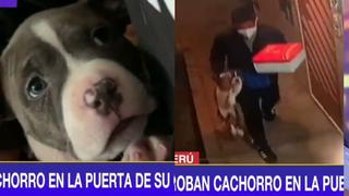 Encontremos a ‘Yogui’: Cámara graba robo de perro de la puerta de su casa en SMP | VIDEO