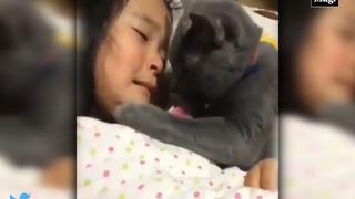 Cariñoso gatito consuela llanto de una menor