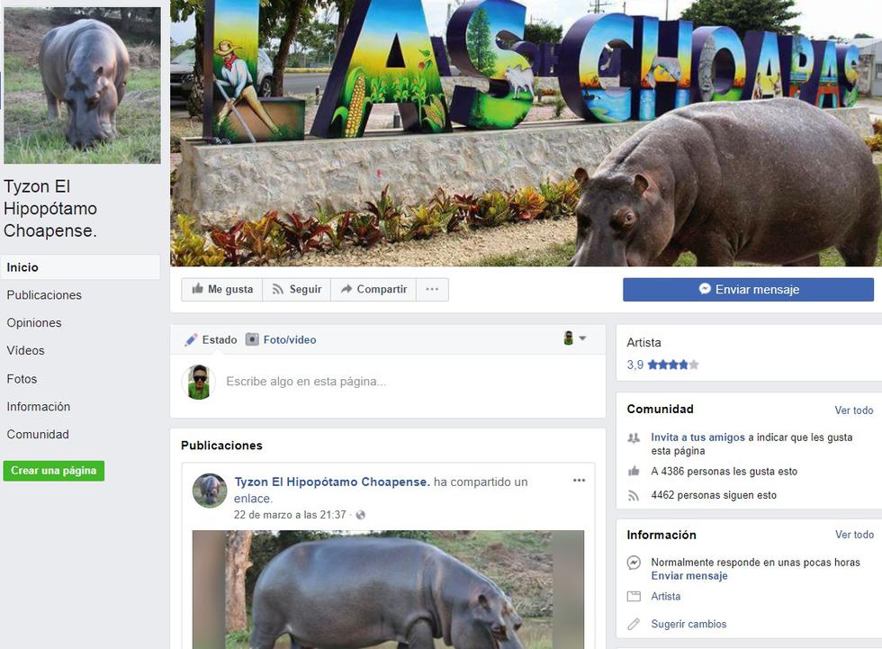 (Facebook: Tyzon El Hipopótamo Choapense)