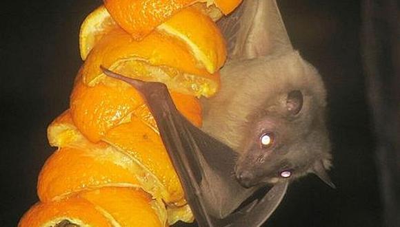 El murciélago de la fruta no es conocido por atacar humanos. (Internet)