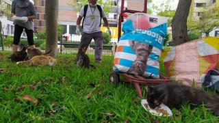 Gatos del parque Kennedy siguen siendo alimentados por grupo reducidos de voluntarios