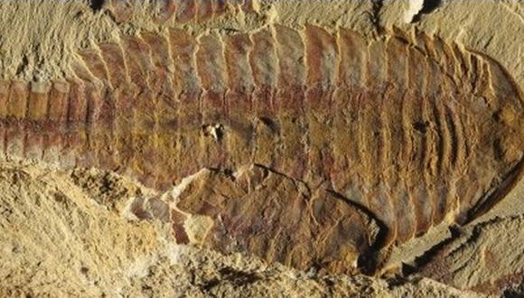 Hallan fósil similar a un camarón de hace 520 millones de años. (Reuters)