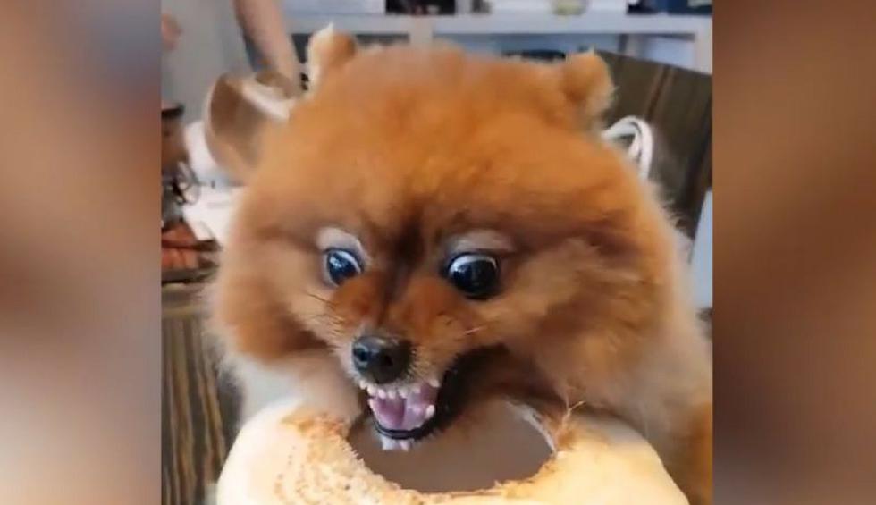 Este pequeño perro ha hecho reír a muchos usuarios de YouTube. (Captura)