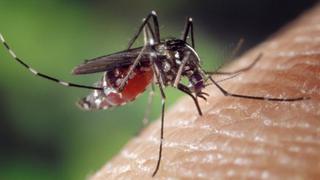 Zika: Reportan primer caso confirmado del virus en el Perú