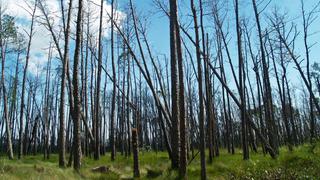 EE.UU. sufrirá una grave deforestación