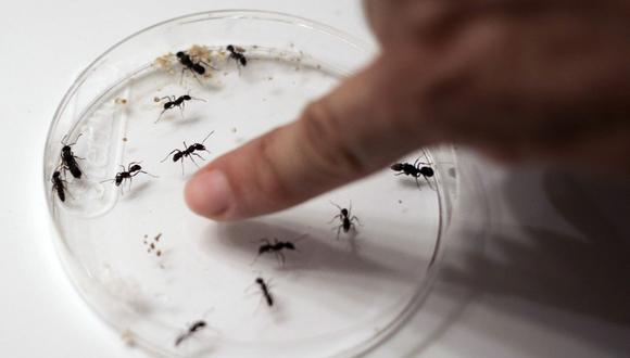 Vista de las hormigas de investigación del investigador panameño Dumas Gálvez en su casa de Ciudad de Panamá, el 12 de mayo de 2020. (Foto de MAURICIO VALENZUELA / AFP)