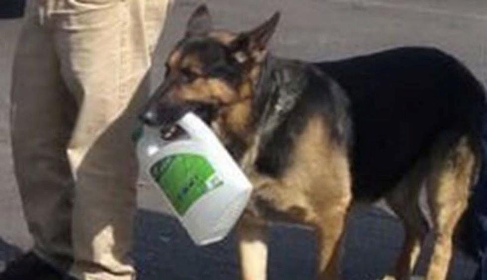 Un perro pastor alemán acompañó a su dueño para buscar gasolina. (Facebook)