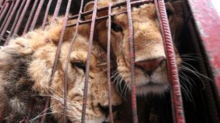 Prohíben ingreso de animales silvestres para espectáculos de circo