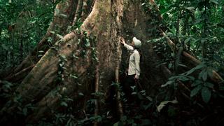Día Internacional de la Diversidad Biológica: Adopta un árbol y contribuye con la conservación del bosque amazónico