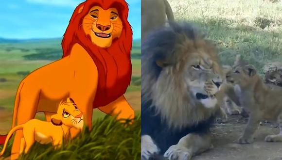 Video viral | Cachorro de león fastidia a su padre como si fueran las  versiones de la vida real de Simba y Mufasa en 'El Rey León' | Twitter |  Disney |