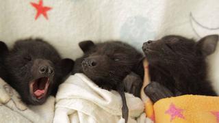 Facebook: Conoce la clínica que cuida crías huérfanas de murciélagos