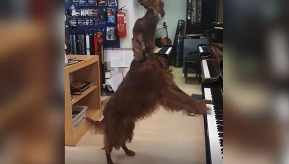 Can fue captado en una tienda de instrumentos musicales, en donde lució su 'talento' con el piano. (Foto: Facebook)