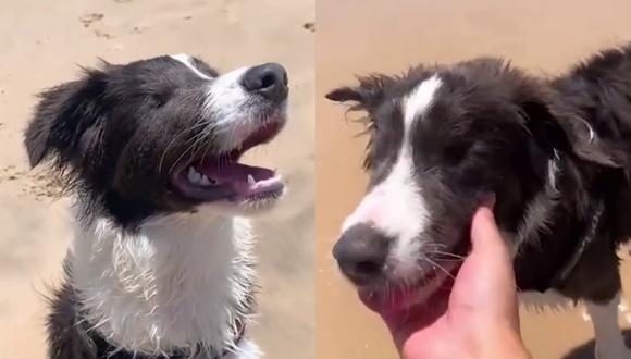 Un video viral protagonizado por un perro con ceguera que experimenta el primer paseo por la playa de su vida causa furor en más de una red social. | Crédito: Caters Clips / YouTube