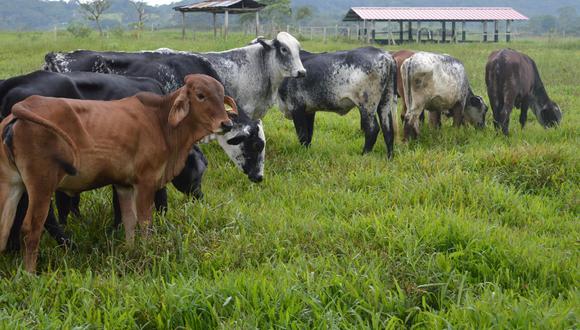 El Instituto Nacional de Innovación Agraria (INIA) del Minagri desarrollan dos proyectos genéticos para incrementar leche y carga de ganado bovino que beneficiará a más de 55 mil ganaderos de las zonas altoandinas y de trópico.