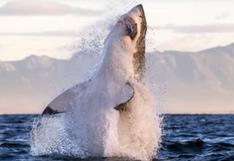 Fotógrafo capta el impresionante salto de tiburón blanco cazando a una foca [VIDEO]