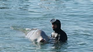 Una ballena en estado crítico queda varada en una playa de Atenas
