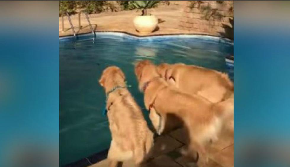 Los perros aparentemente disfrutaron entrar a la piscina. (YouTube: ViralHog)