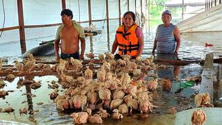 Inundaciones en Madre de Dios: Granjero perdió 12 mil pollos por desastre natural | FOTOS