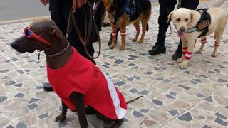Policía Montada y Canina de Chiclayo desfilan para alentar a la selección peruana[FOTOS]