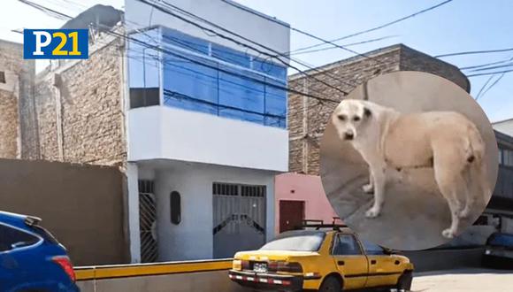Adorable perrito salvó a una familia luego de haber orinado sobre una mecha encendida de un explosivo en Trujillo (Composición)