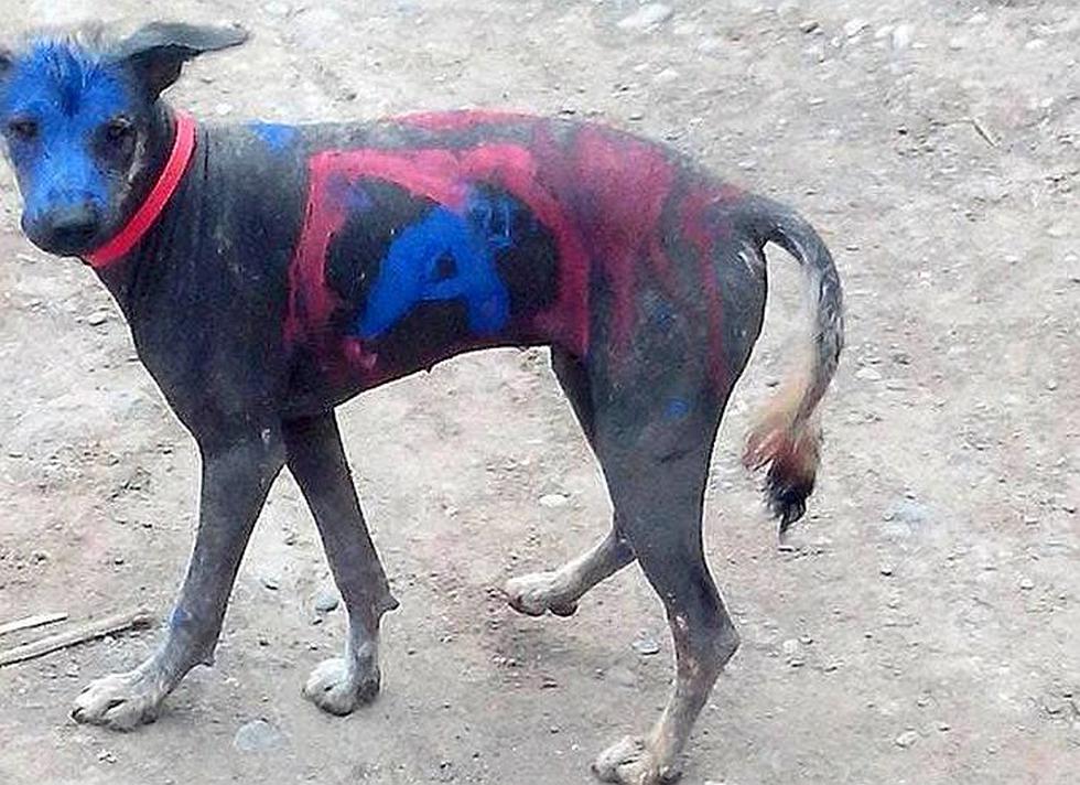 La foto de un perro peruano con el cuerpo pintado fue difundida en las redes sociales. (Internet)