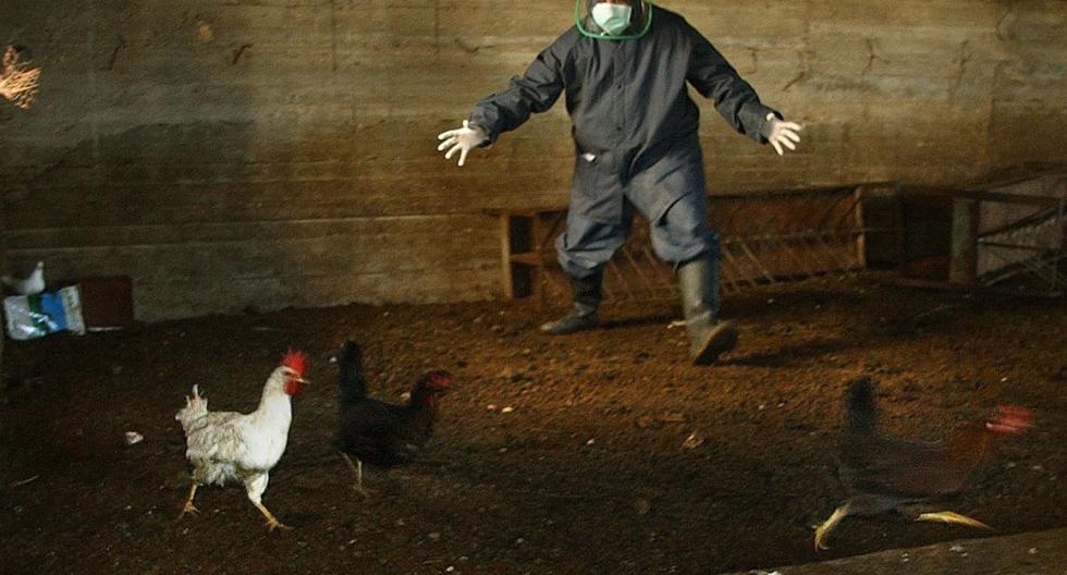 Imagen referencial. Equipo médico veterinario intenta atrapar pollos antes de tomar muestras de sangre. (AP/Nasser Shiyoukhi).