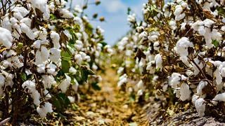 Proyecto “Perú Smart Agro 4.0” aumentará hasta un 35% potencial productivo de los cultivos de algodón