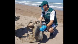 Tortuga marina es encontrada muerta en playa de Tacna por haber ingerido plásticos [FOTOS]