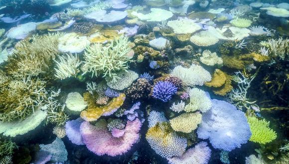 Gran Barrera de Coral. (AFP)