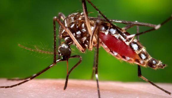 Zika: Ministerio de Salud declara alerta verde en todo el país por virus (AP)