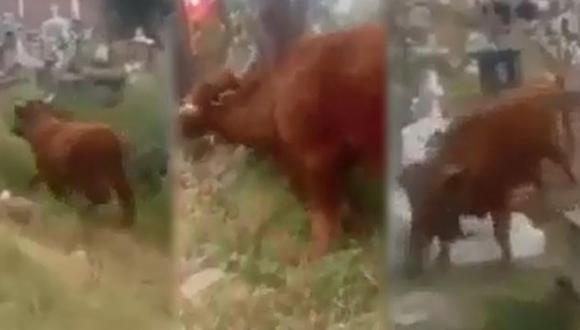 Fornido toro se escapa y causa alboroto en cementerio de La Libertad. (Video: América TV)