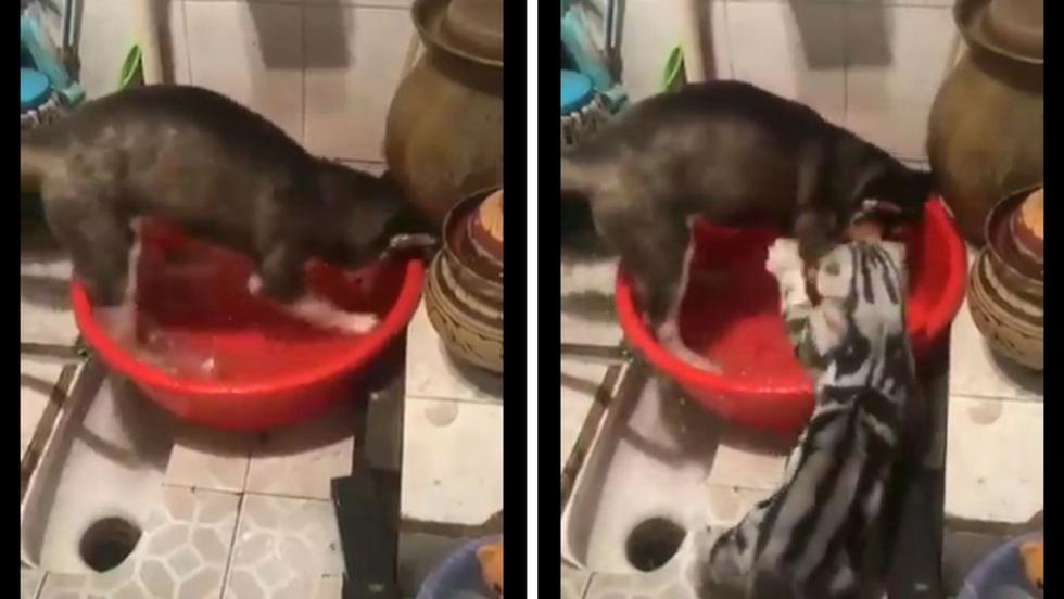 Un gato y un cachorro de raza husky siberiano protagonizaron un video que se volvió viral en Facebook, En este, ambos animales pasan por un tenso momento que dejó a muchos 'detestando' a los felinos, (Captura)