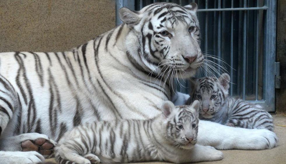 República Checa: Nacieron cachorros de tigre blanco en el zoológico de Liberec. (AFP)