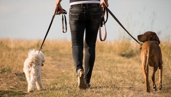 Un paseador de perros se convirtió en el hazmerreír de las redes sociales por culpa de las traviesas mascotas. (Crédito: Pixabay/Referencial)