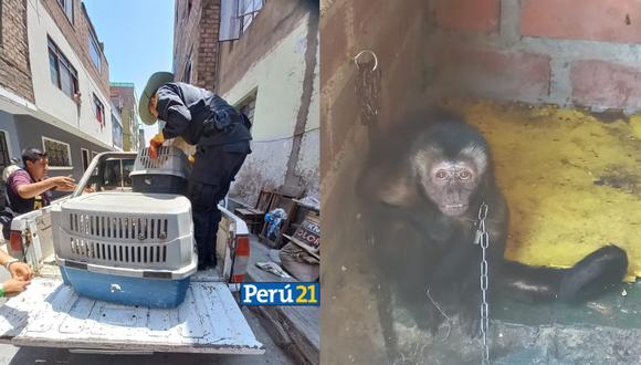 El mono machín negro vivía encadenado en una vivienda de San Martín de Porres.