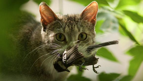 Gato doméstico fue declarado “especie exótica invasora” en Polonia. (Foto: Difusión)
