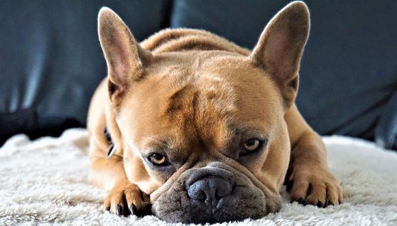 Un adorable bulldog francés cautivó a más de uno en YouTube con sus quejas. (Foto: Pixabay/Referencial)