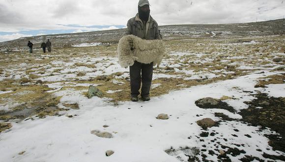Heladas originan severas pérdidas a ganaderos en Pasco.