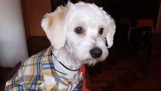 España: La historia de ‘Luno’, un perro retenido en un aeropuerto y que podría ser sacrificado