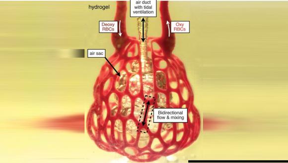 La técnica de impresión de órganos en 3D podría sustituir las partes del cuerpo cuya función es suministrar sangre, linfa, oxígeno y otros elementos como los nutrientes. (Foto: Ilustración de la revista Science)