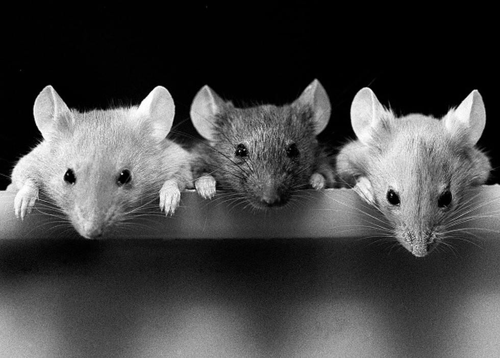 Científicos chinos producen crías de ratón de parejas del mismo sexo. (Getty)