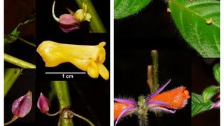 Descubren dos nuevas especies de plantas en el Parque Nacional Cordillera Azul