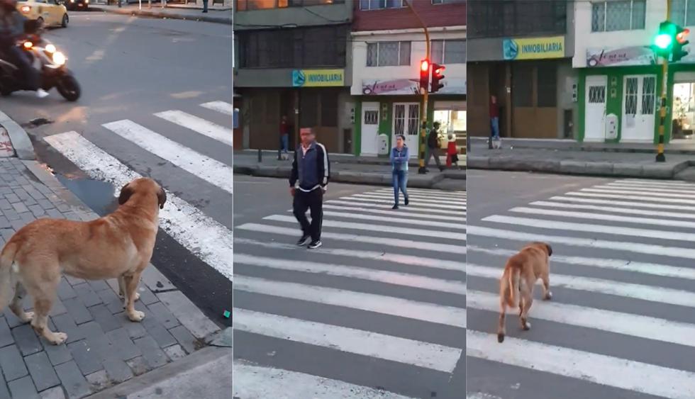El perro esperó que el semáforo peatonal se pusiera en verde para cruzar la calle. (Facebook)